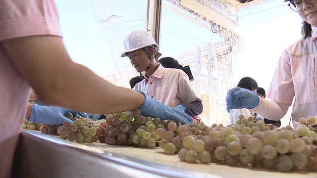 甲州市のワイナリーで仕込み作業始まる 好天に恵まれ上質のワインに期待 山梨県