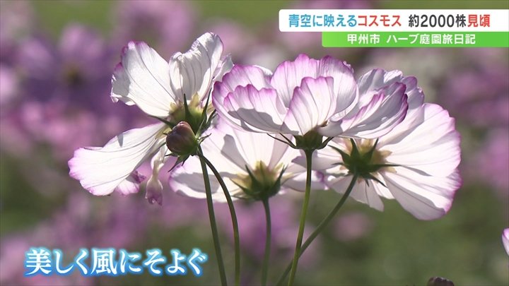 チョコレートの香りがする花も　2000株のコスモスが見頃迎える　甲州市のハーブ庭園旅日記