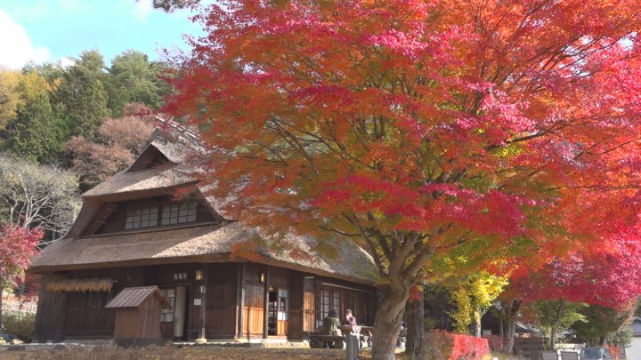 のどかな農村風景と色づいたカエデやイチョウ　紅葉が見ごろ　西湖いやしの里根場