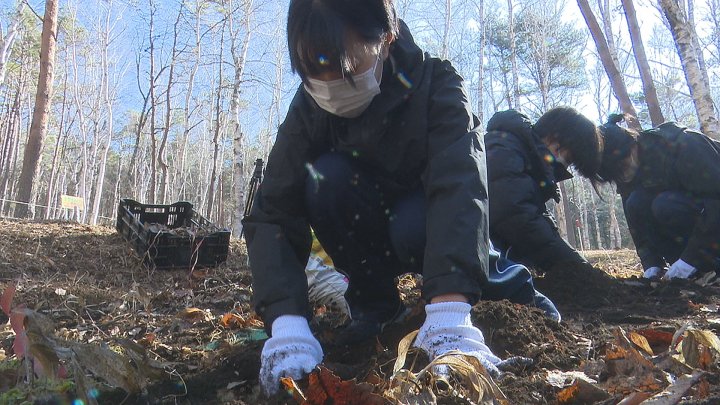 部活の研究に基づいて保護活動　スズラン群生地に高校生が新たな苗を植える　