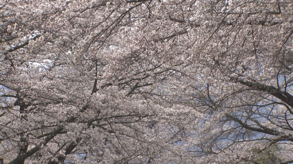 50本のソメイヨシノが満開となる「蕪の桜並木」　甲斐駒ヶ岳など県内の名山との共演も見どころ