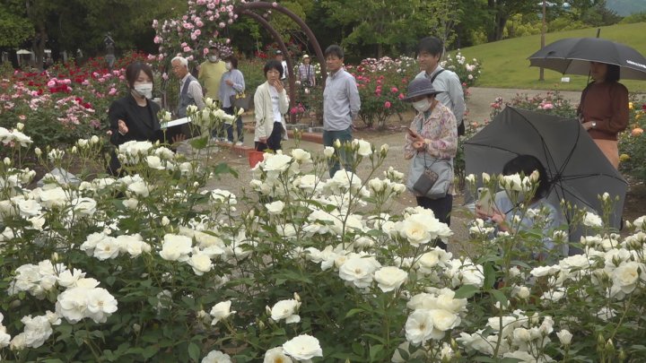 約1300本のバラが見頃　甘い香りに包まれながら　芸術の森公園でバラツアー