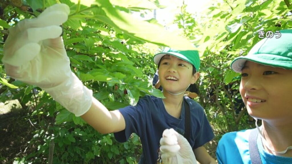 桑の実の観光農園オープン　地元小学生が摘み取り体験　