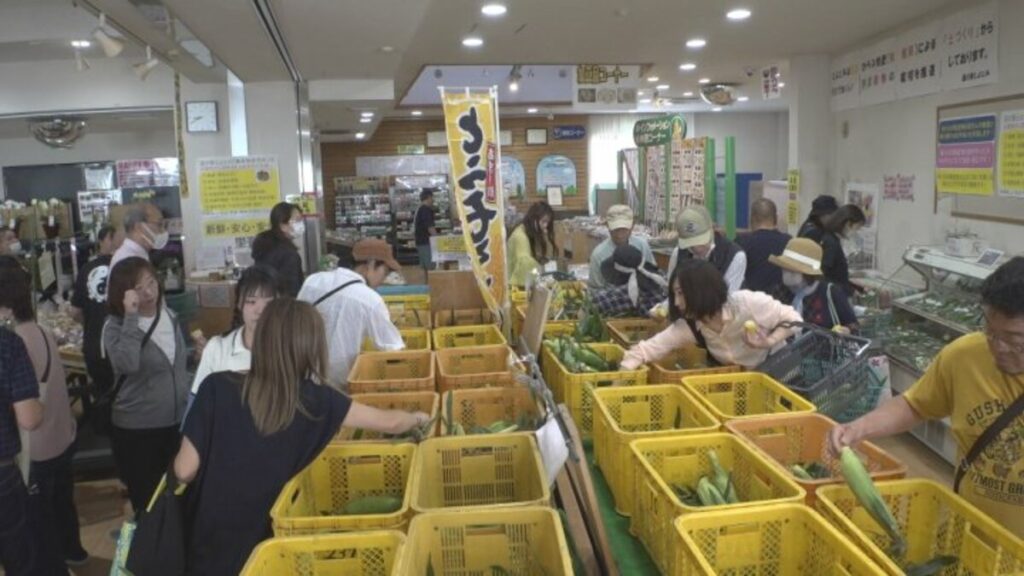 収穫最盛期　トウモロコシ販売イベント大盛況！　開始時間40分早める　道の駅とよとみ