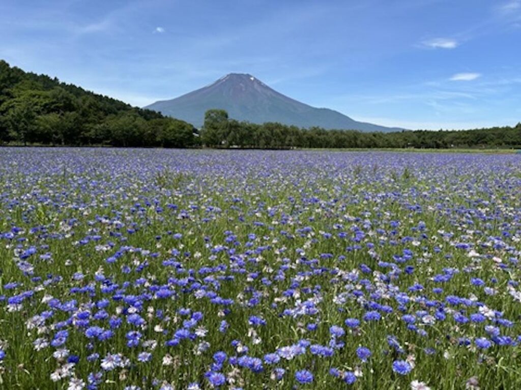 富士山経済新聞
花の都公園でヤグルマギクとポピー見頃　アナベル、百日草も間もなく