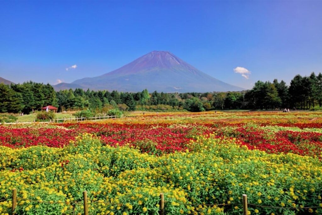 富士山経済新聞
富士本栖湖リゾートで「虹の花まつり」　夏の富士山背景に8万株の草花