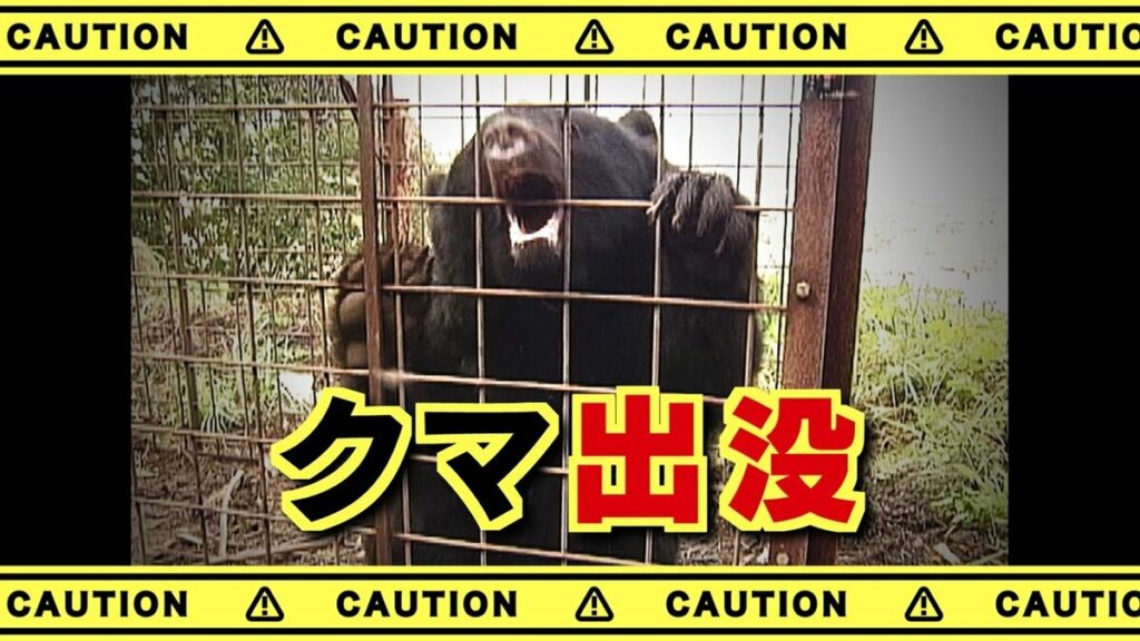 クマが出没　体長約１ｍ　高校の西側の県道　未明に自動販売機の周辺を歩く　