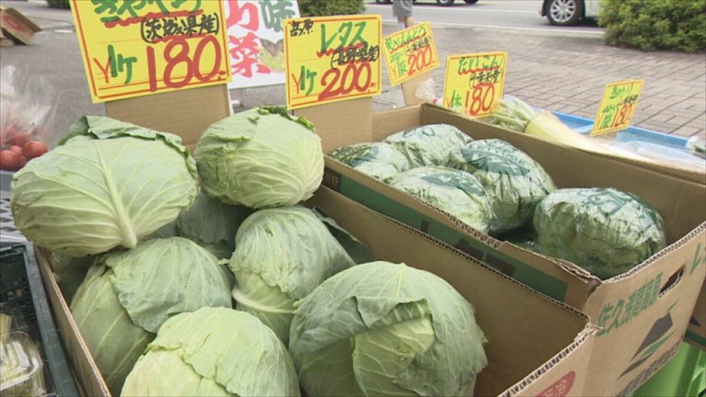 「平年並みの相場になってきた」野菜の価格落ち着く キャベツ1玉、一時は330円→180円 山梨
