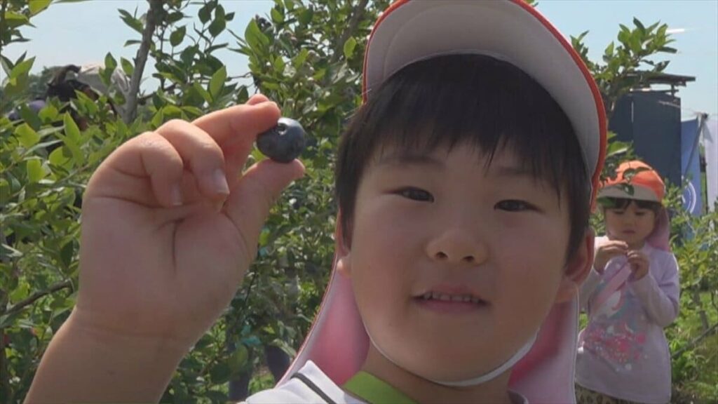 「うまい！」「あまい！」　保育園児が40種類のブルーベリーを摘み取り体験　北杜市・明野町