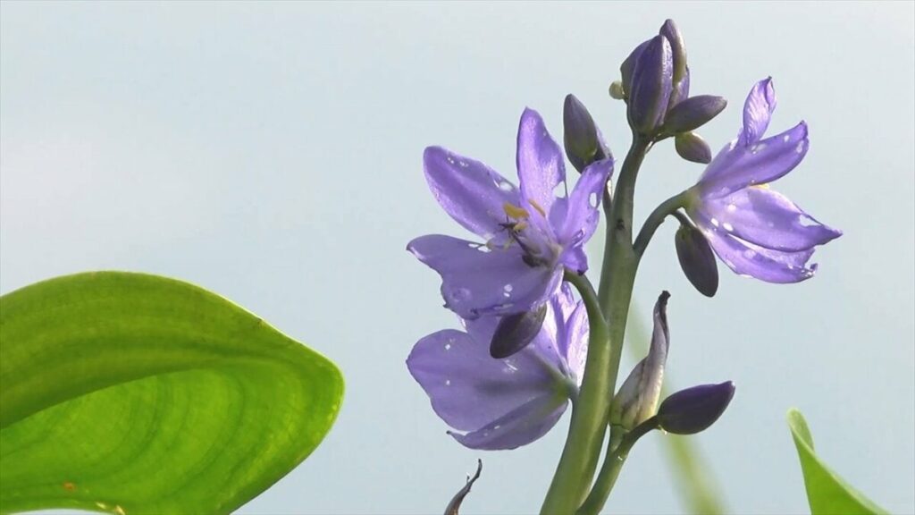 準絶滅危惧種のミズアオイ 無農薬の水田で青紫色のかわいらしい花を咲かせる 北杜市・アルソア