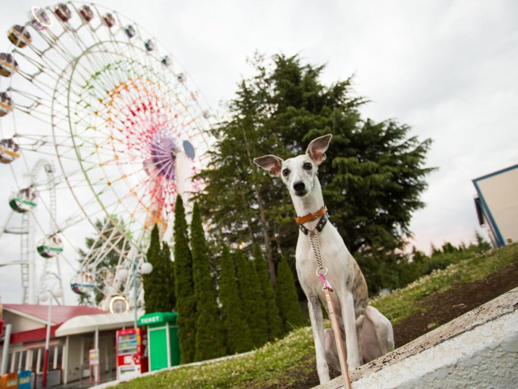 富士山経済新聞
富士急ハイランドで「わんこの森フェスティバル」　愛犬との謎解きゲームも