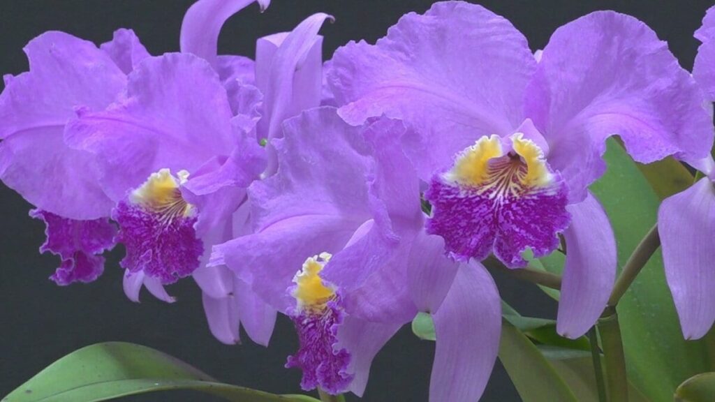 「見たことがない蘭でびっくり」　愛好家が丹精込めて育てた洋ランの展示会　甲府市・リッチダイヤモンド総合市民会館