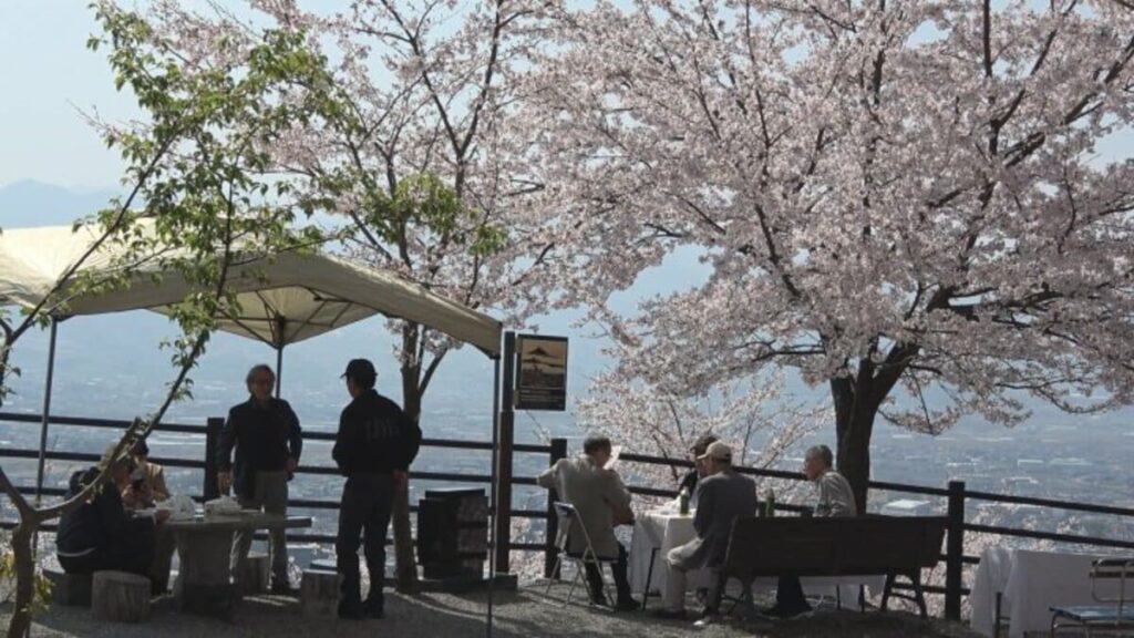 有志ら植樹の約1200本のソメイヨシノが見ごろ　大蔵経寺山でさくら祭り