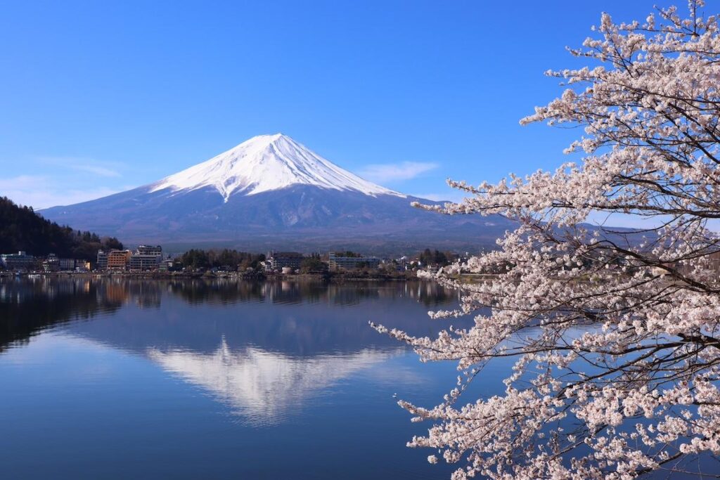 富士山経済新聞
河口湖で「さくら祭り」　富士山と桜の競演、夜桜ライトアップも